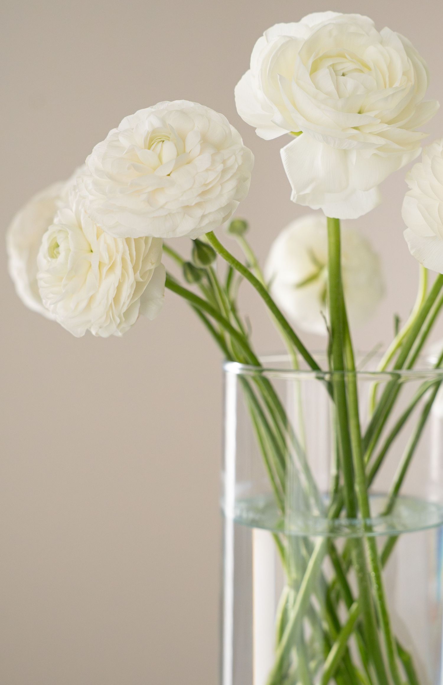 White ranunculus flowers in a clear glass vase against a neutral beige background.