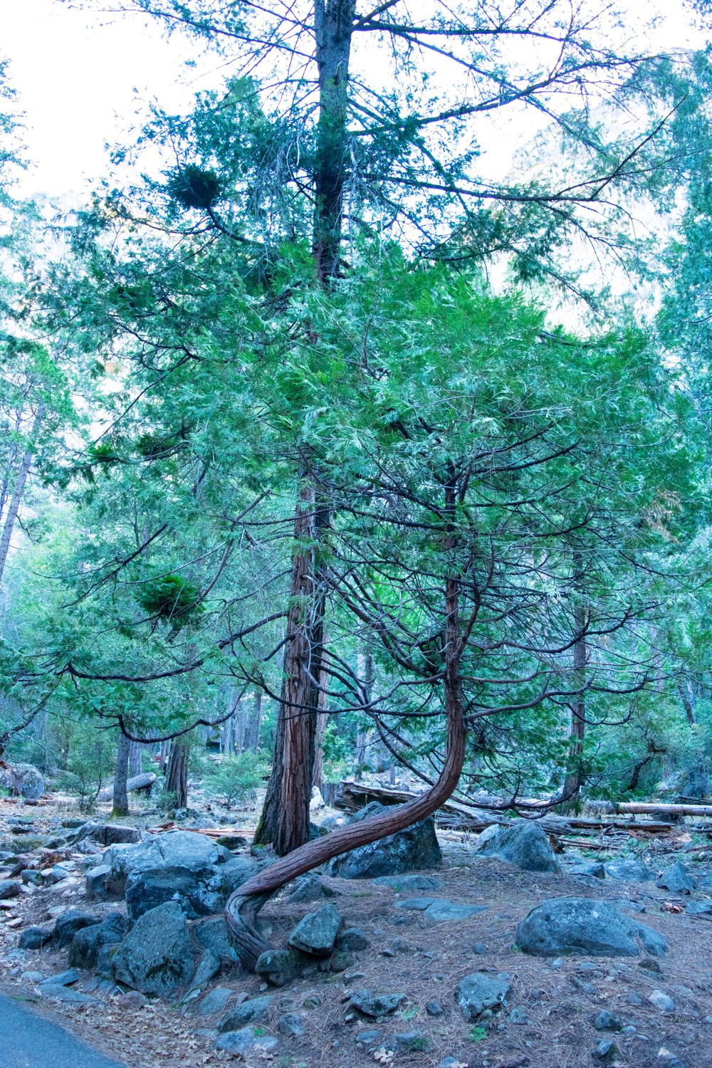 Curved tree trunk among rocks and evergreen forest along hiking trail in Yosemite.