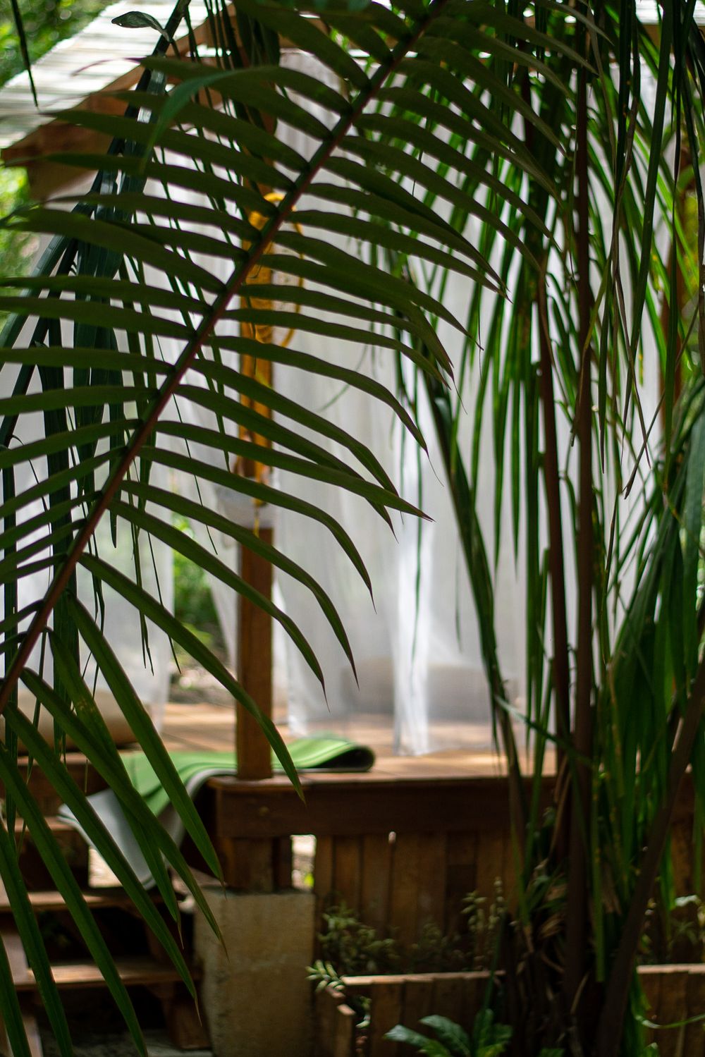 Tropical palm fronds frame a sunlit window with white curtains in peaceful indoor setting.
