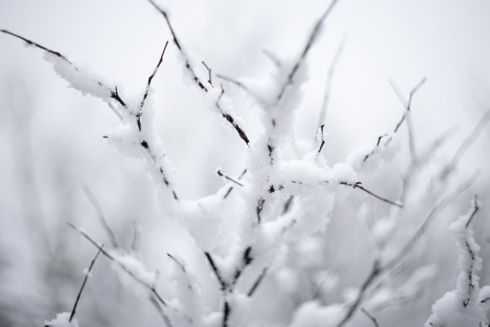 high key image of tree branches covered in snow