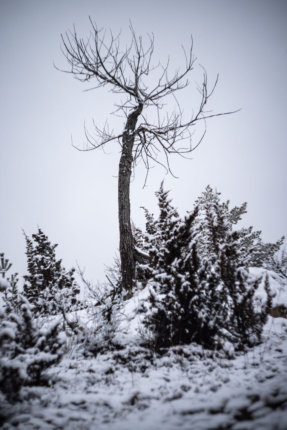 upward image of tree in snowy landscape