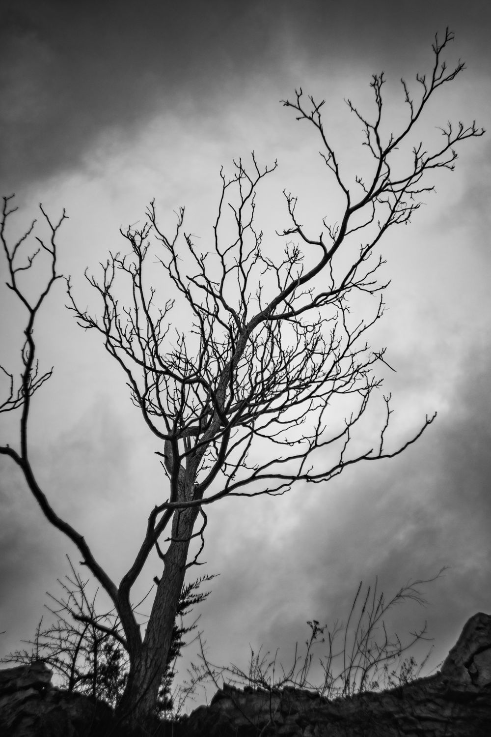 black and white high contrast image of tree silhouette against a dramatic cloudy background