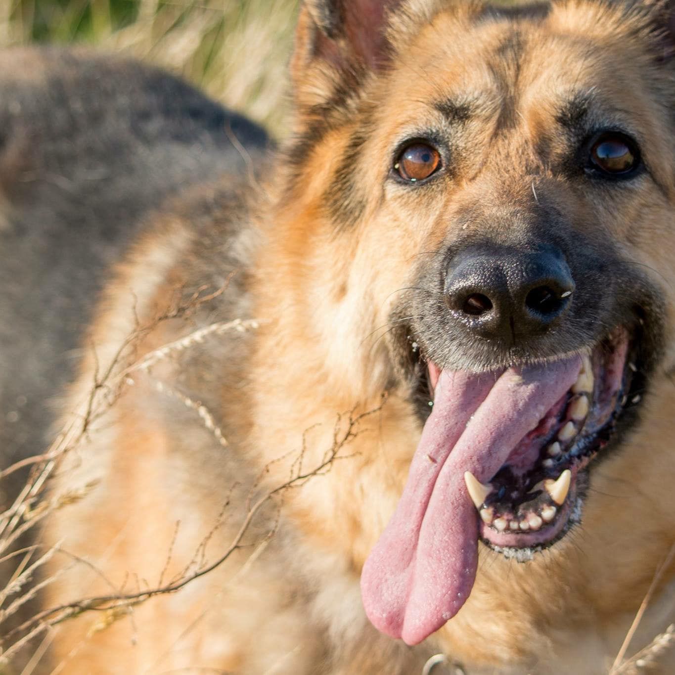 Close-up portrait series of a happy German Shepherd dog with tongue out against natural background.