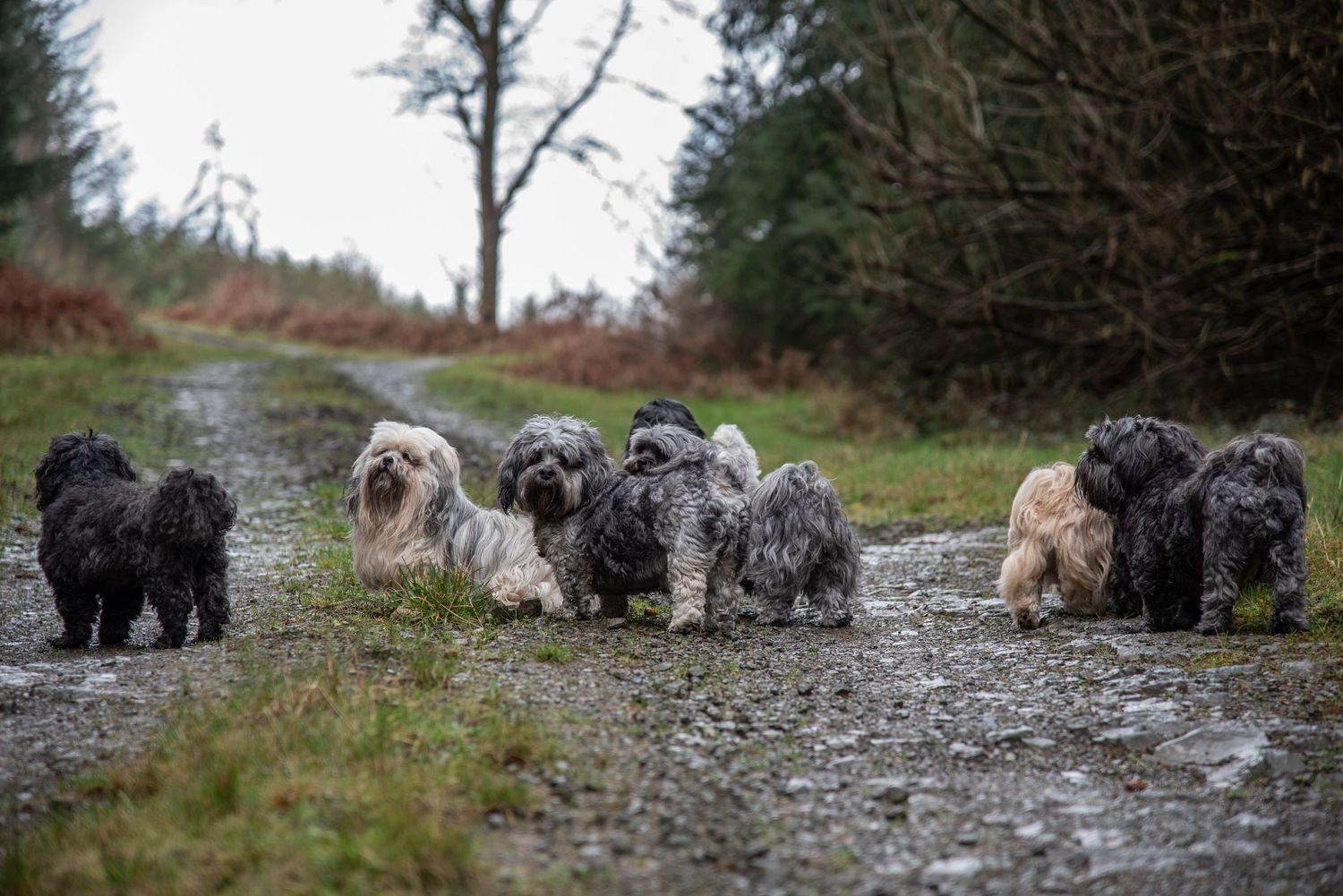 Group of dogs walking together on a rugged mountain trail.