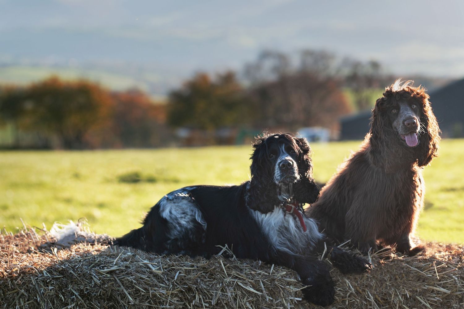 Black dogs lounging peacefully on hay bales in autumn sunlight.
