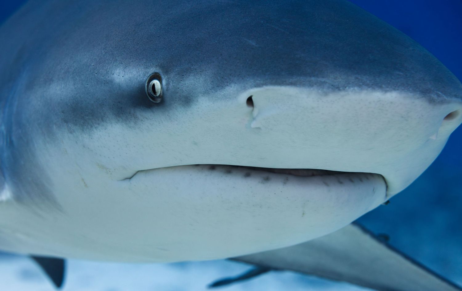 Close-up of a shark's face showing its dark eye and mouth against blue ocean water.