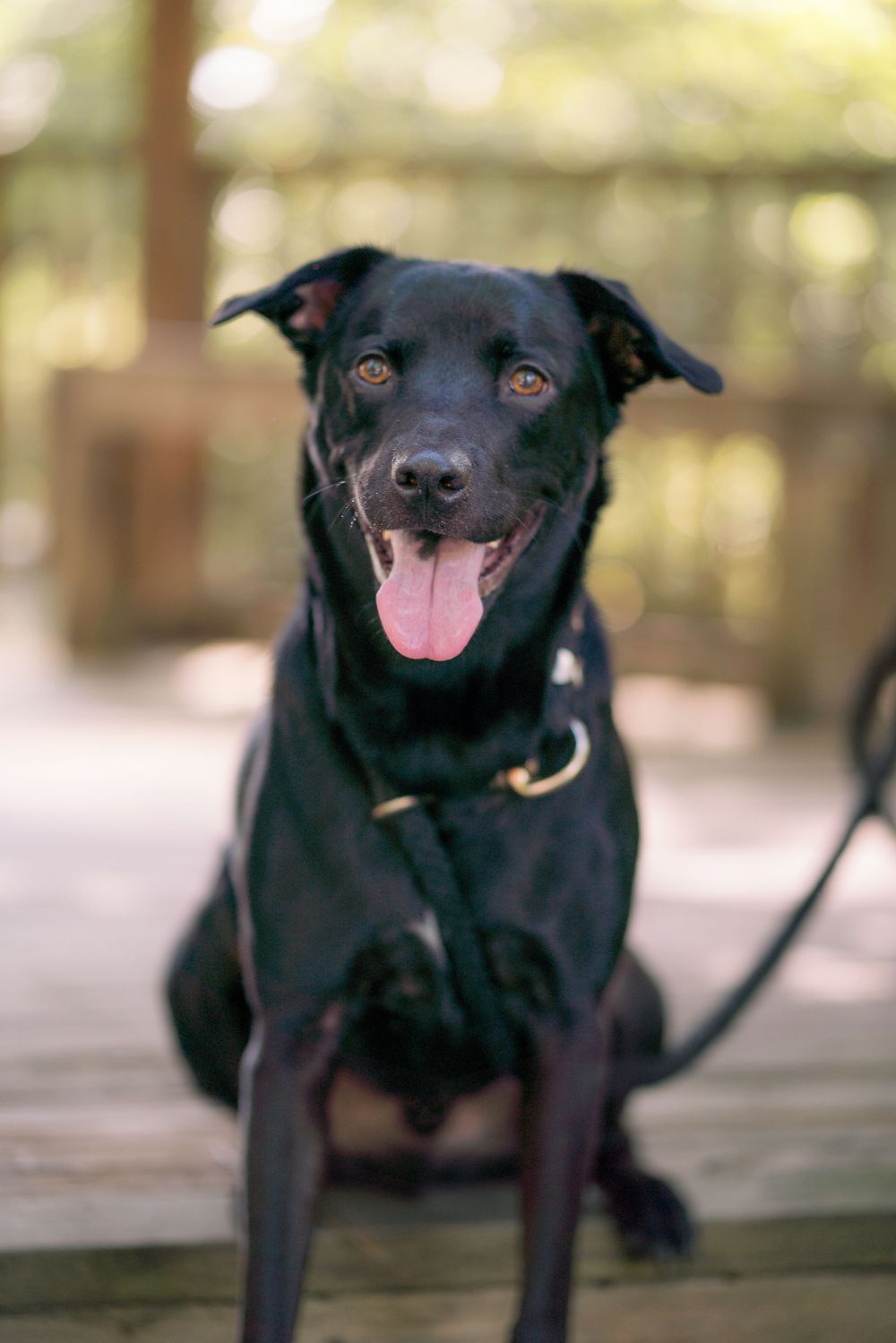 Happy black dog with tongue out sits on wooden deck during portrait session.