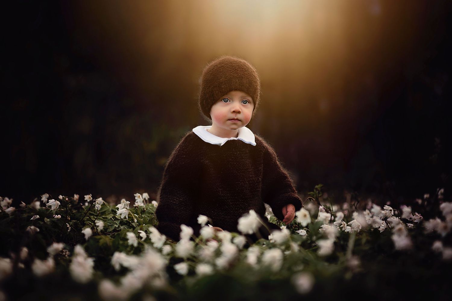 A dramatic portrait of a small child sitting in a field of white flowers at dusk with moody lighting.