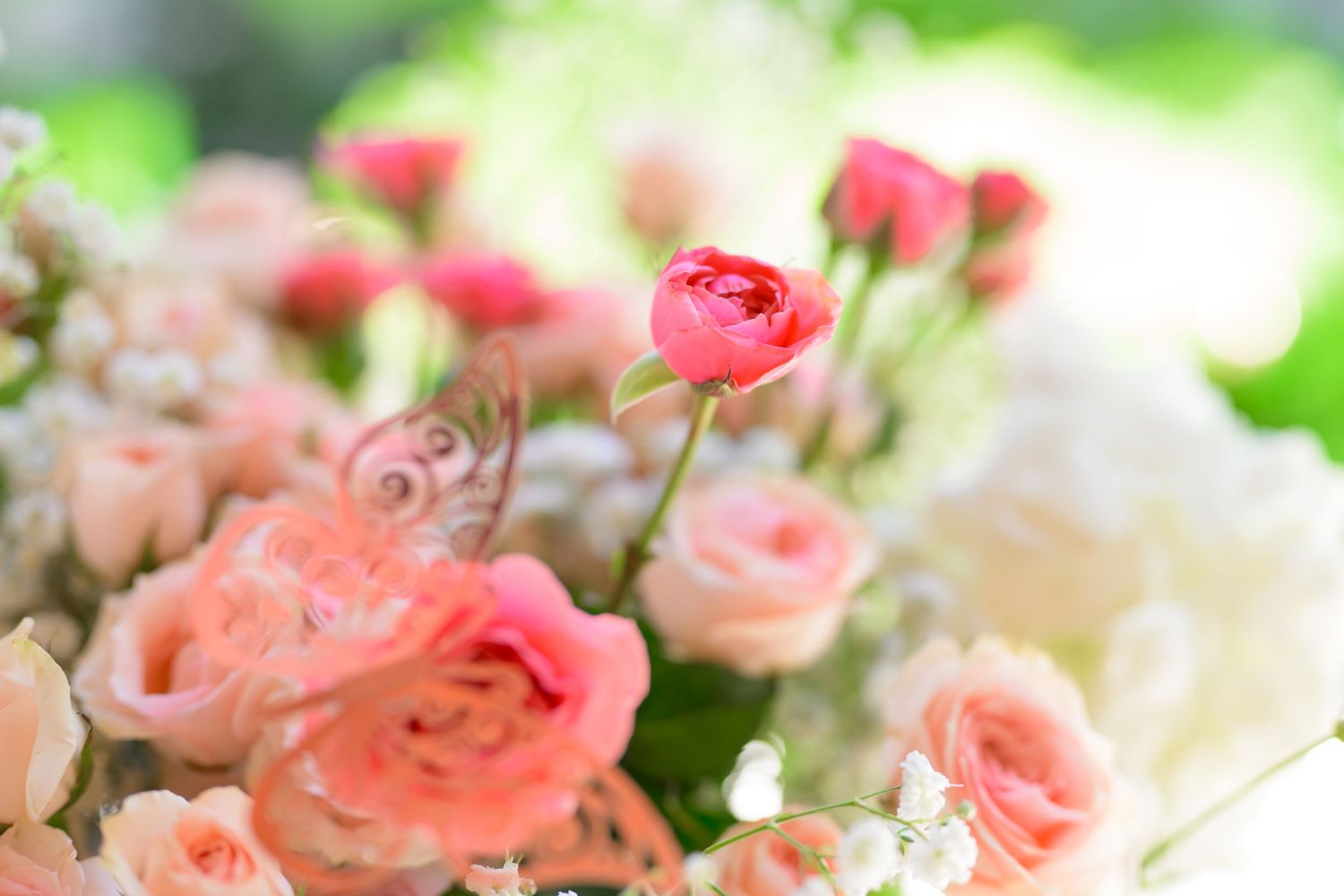 Dreamy close-up of coral pink roses with soft bokeh effect in natural lighting.