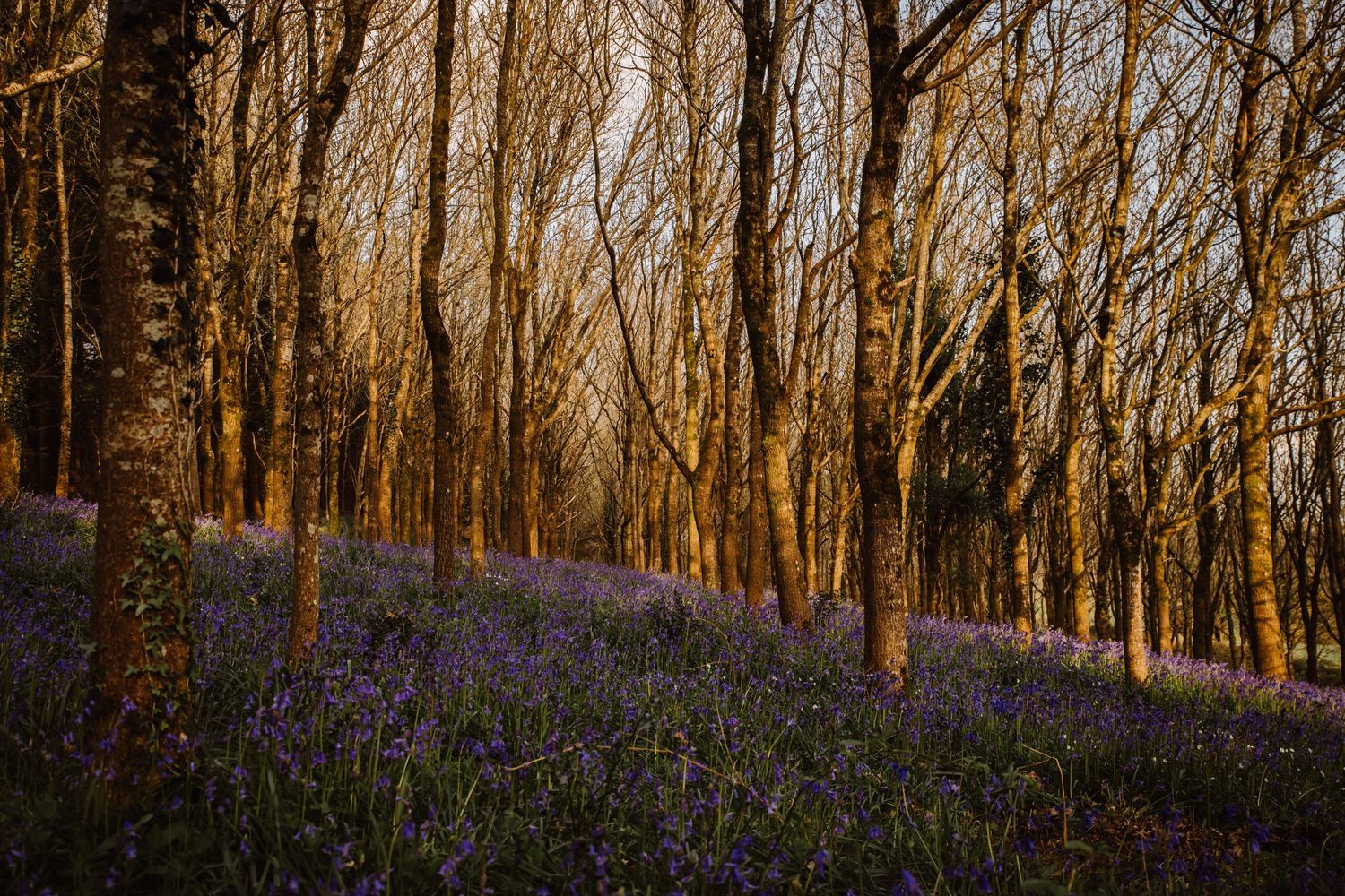 Photograph of bluebells in a woodland in Dorset. Bluebells near Dorchester. Family photographer Dorchester