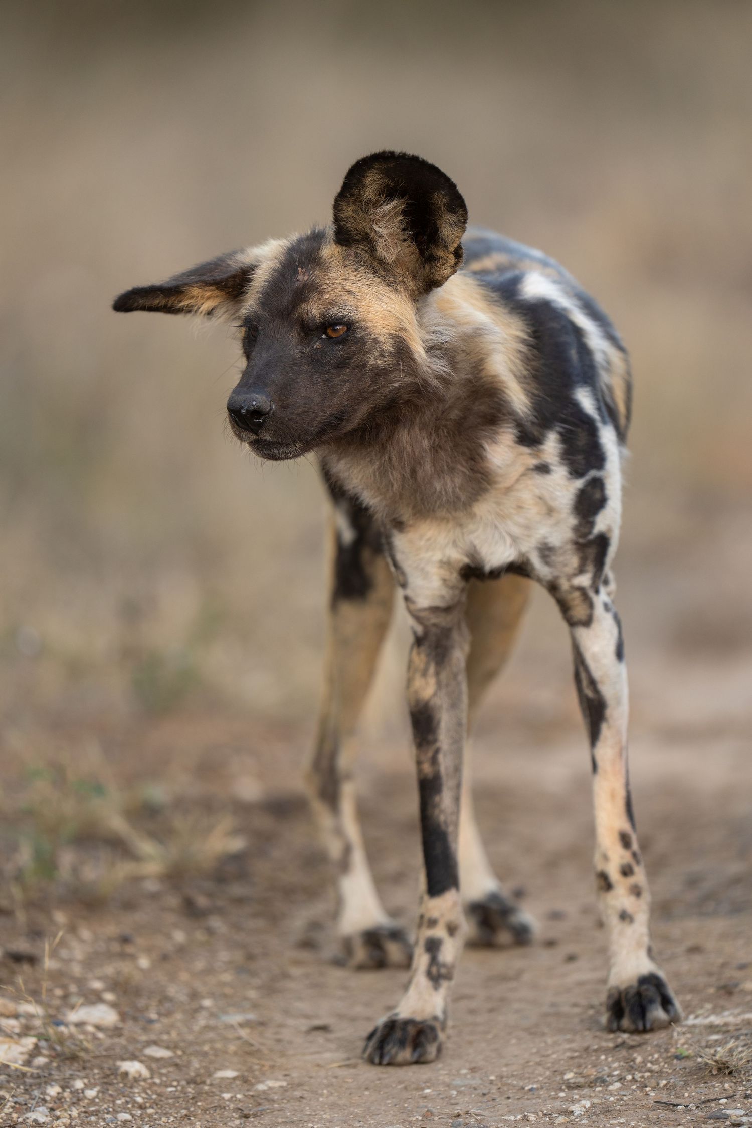 African wild dog with distinctive spotted coat standing alert in natural habitat.