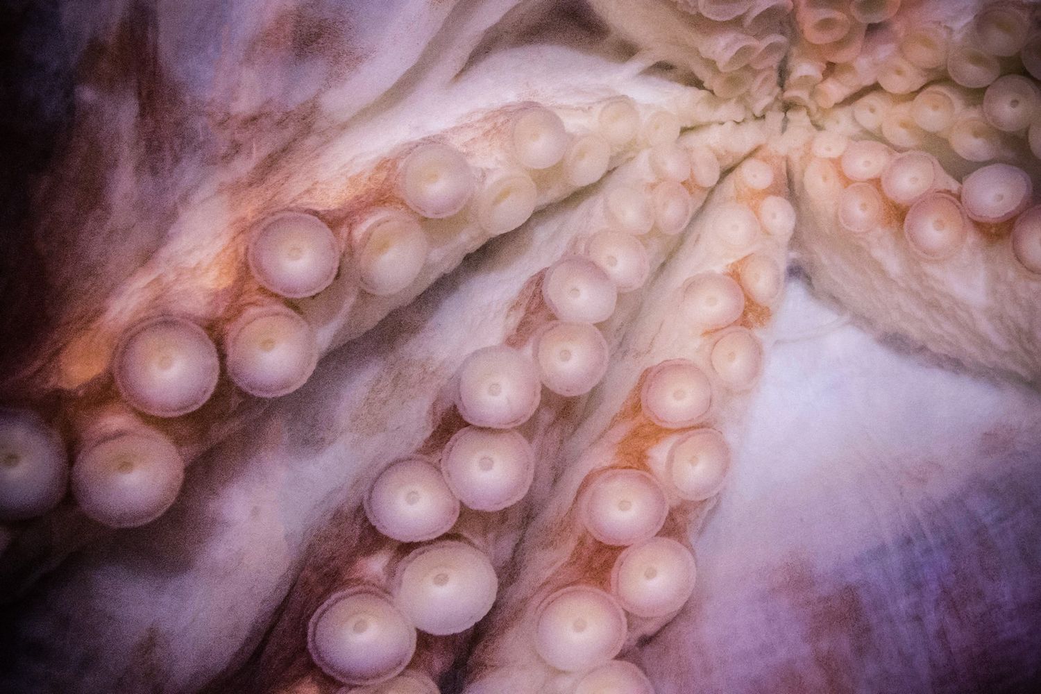 Pink octopus tentacles with suction cups arranged in intricate patterns against a light background.