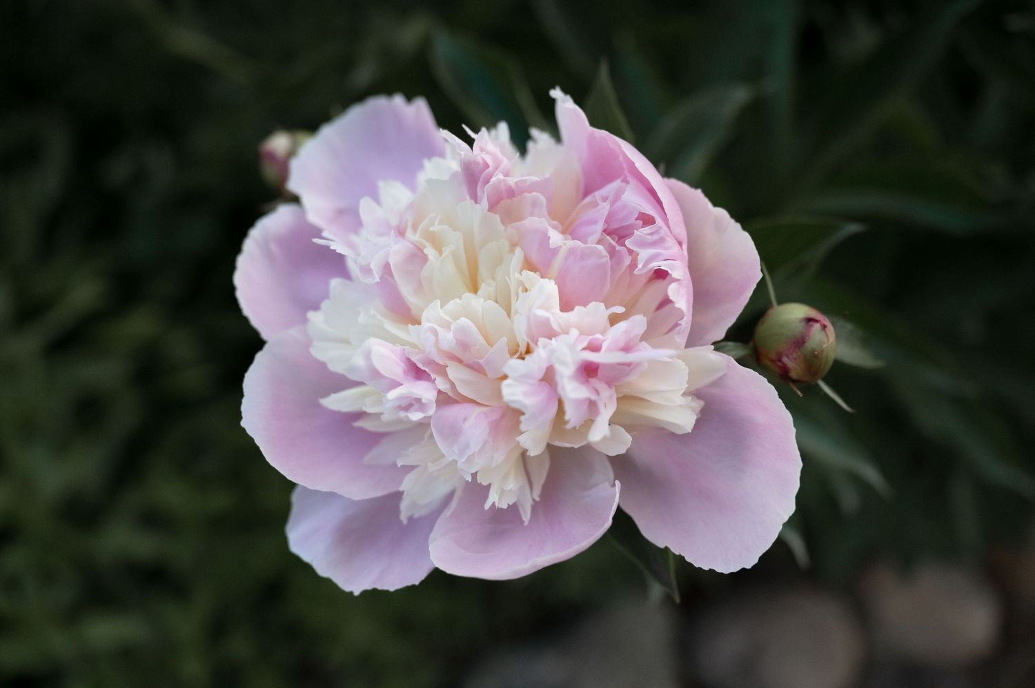 A delicate pink peony flower in full bloom with ruffled petals against a dark green background.