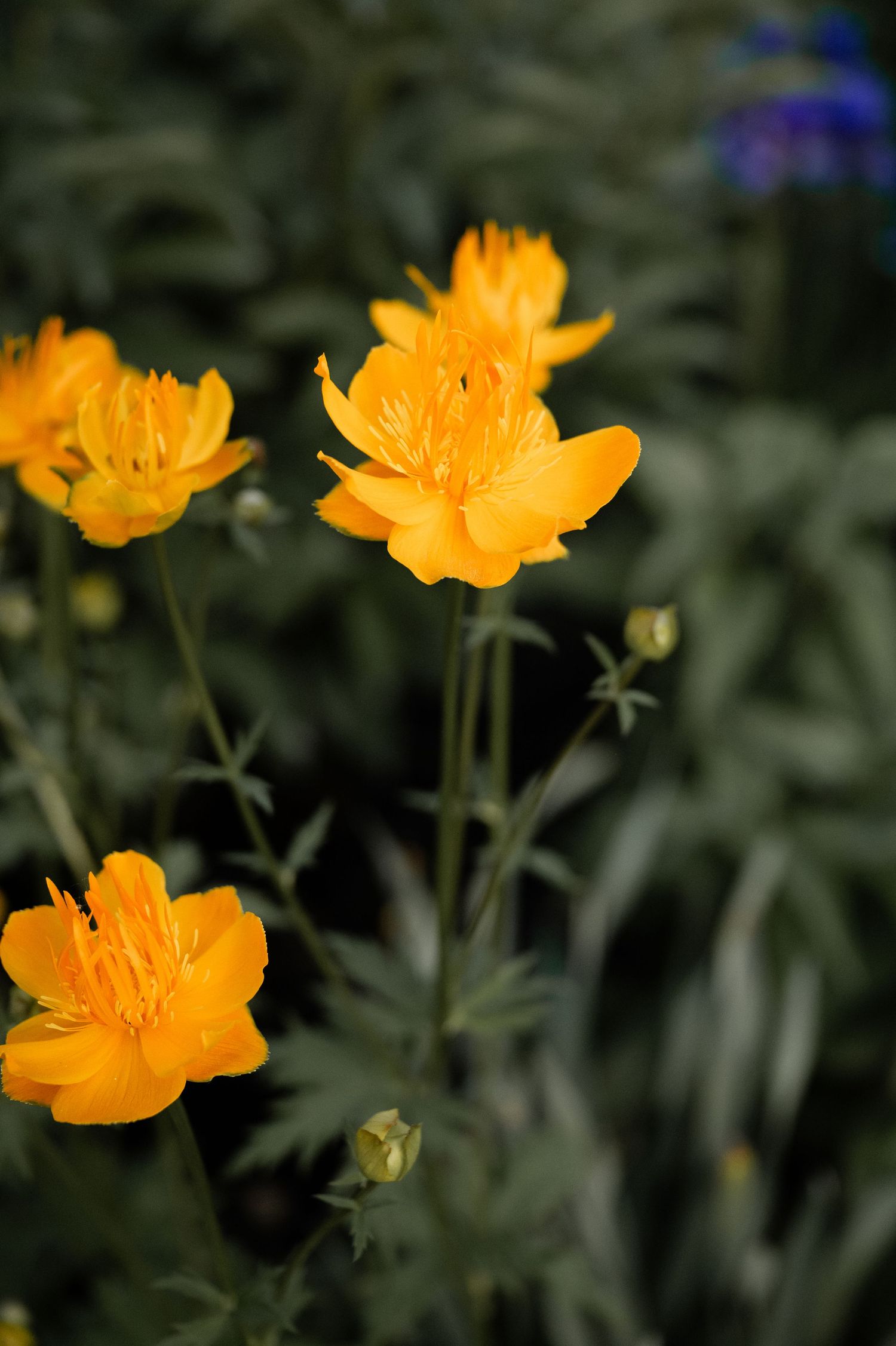 Vibrant orange globe flowers blooming in a garden with blurred foliage background.