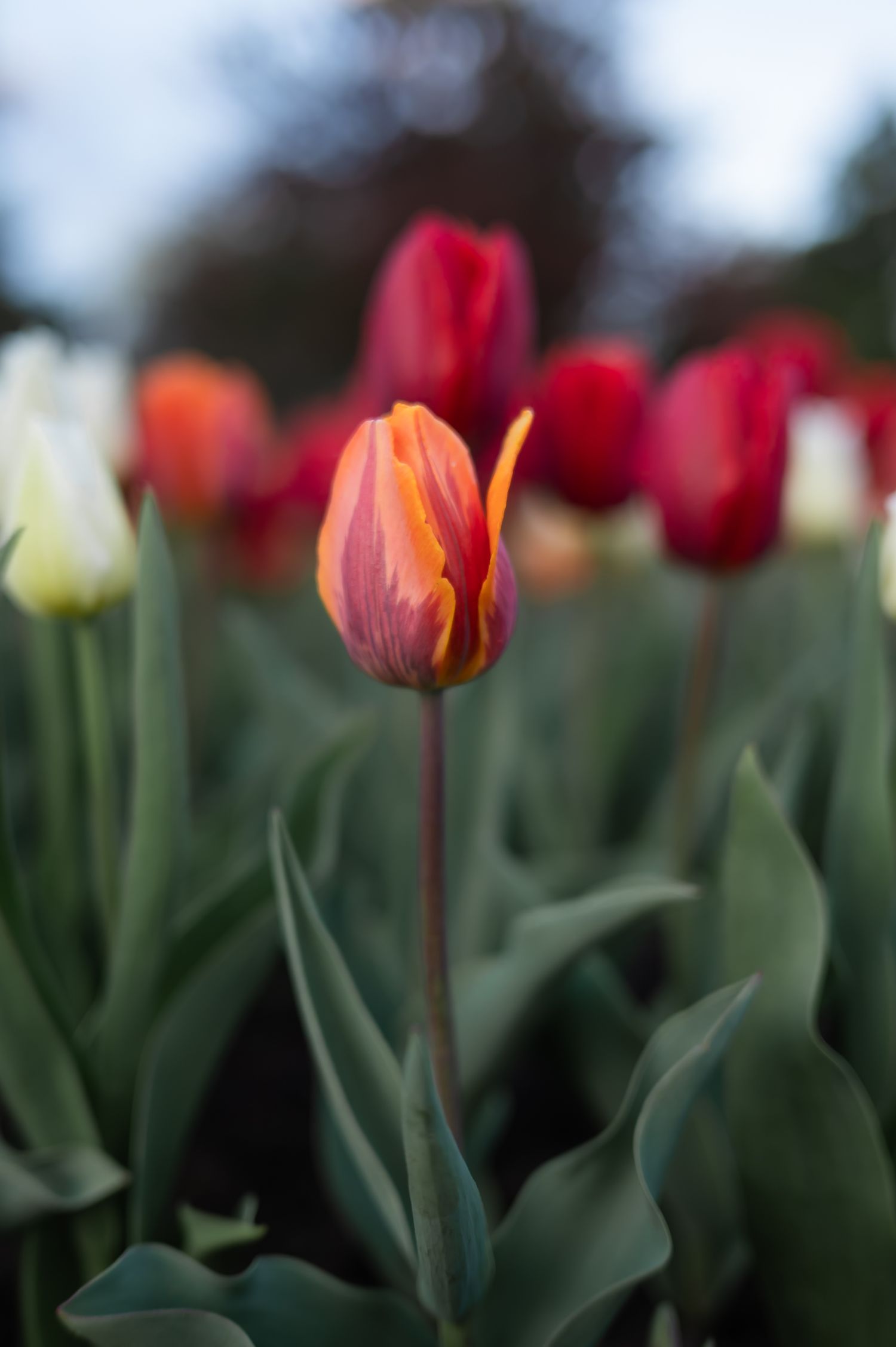 Single orange and red tulip bud in sharp focus among green leaves.
