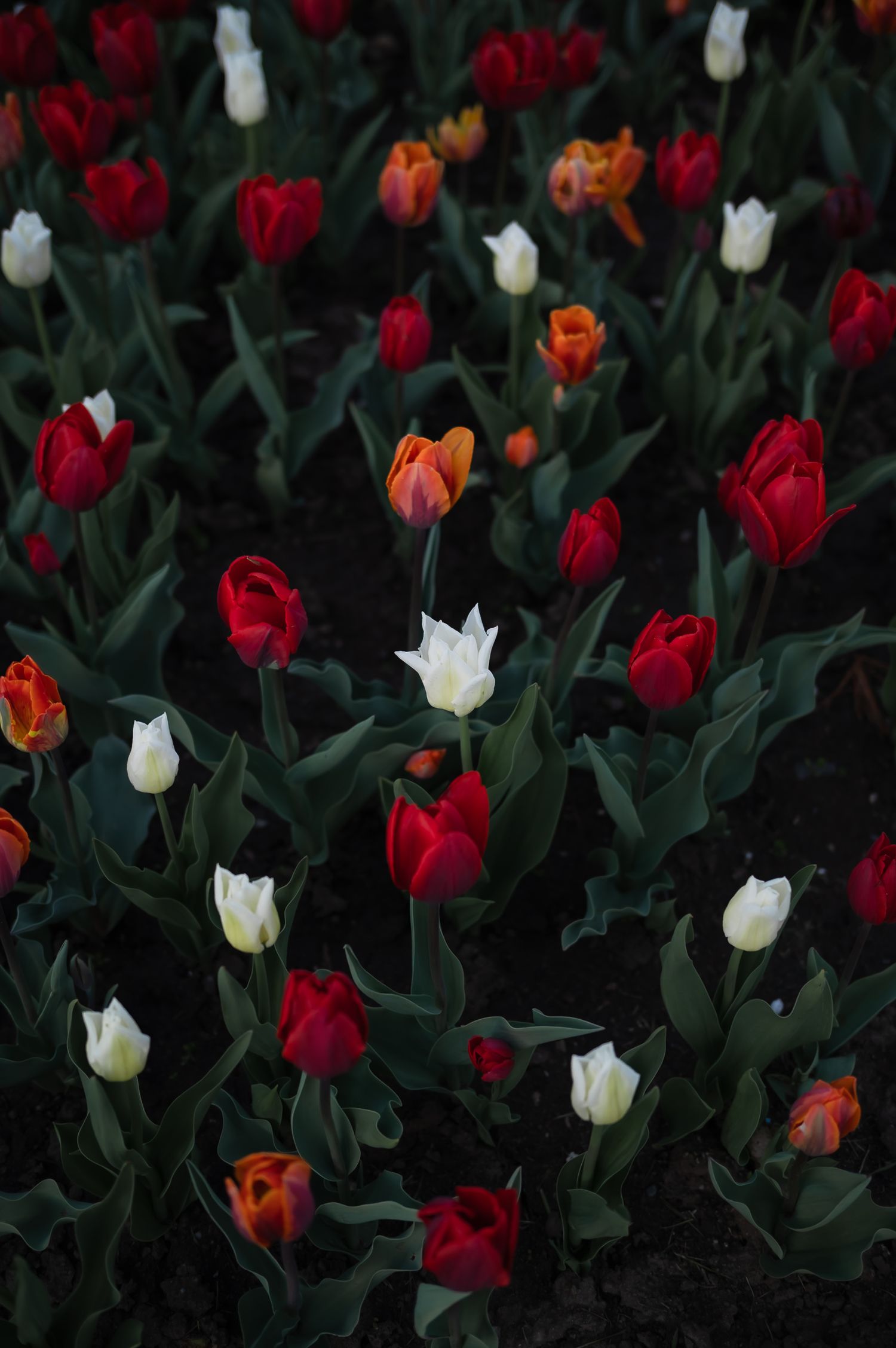 Vibrant red, orange and white tulips scattered throughout a dark garden bed.