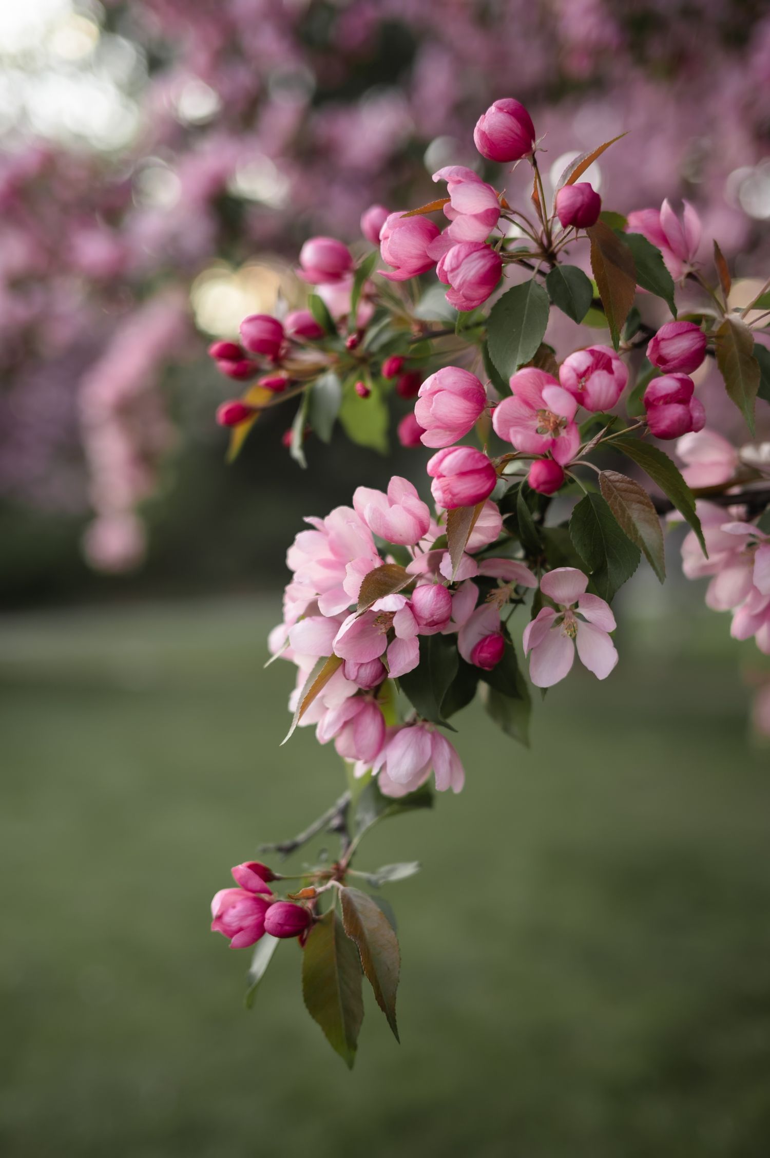 Pink crabapple or cherry blossoms and buds blooming on a branch in springtime.