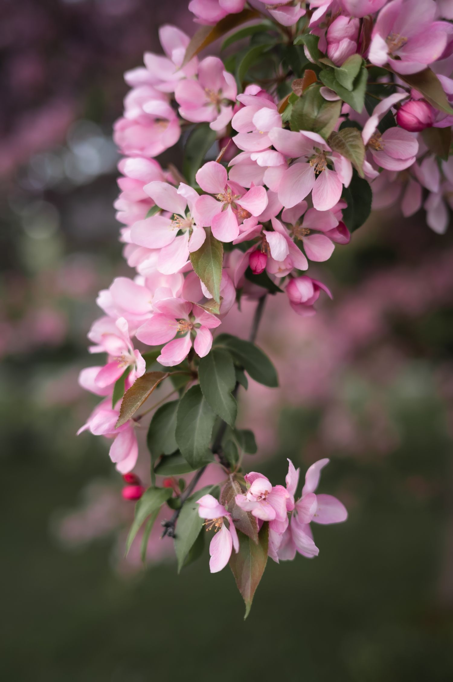 Clusters of pink cherry or crabapple blossoms with green leaves against blurred background.