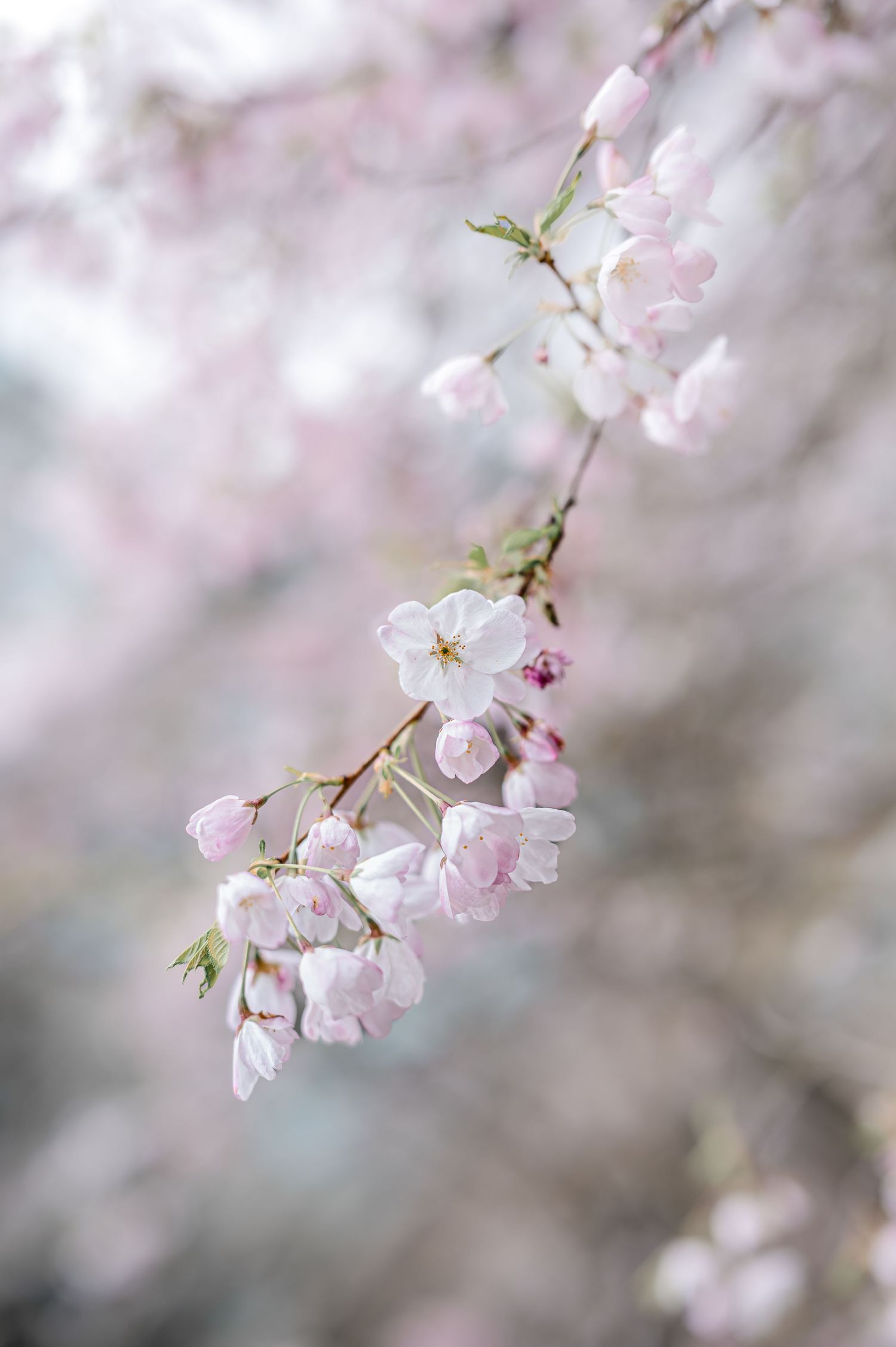 Delicate pink cherry blossoms bloom on a branch against a soft, dreamy bokeh background.