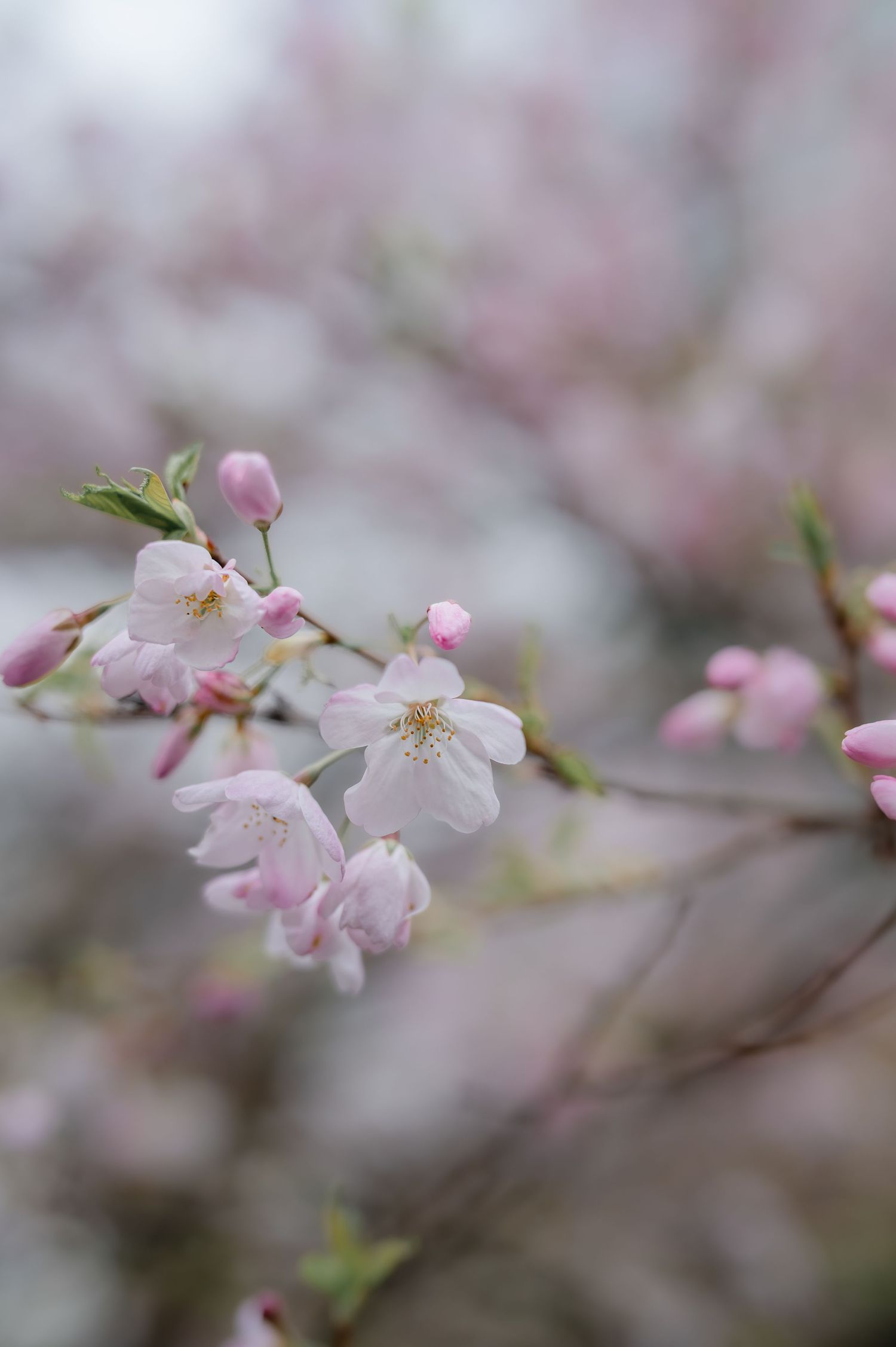 Delicate pink cherry blossoms with soft white petals bloom on branches against a dreamy blurred background.