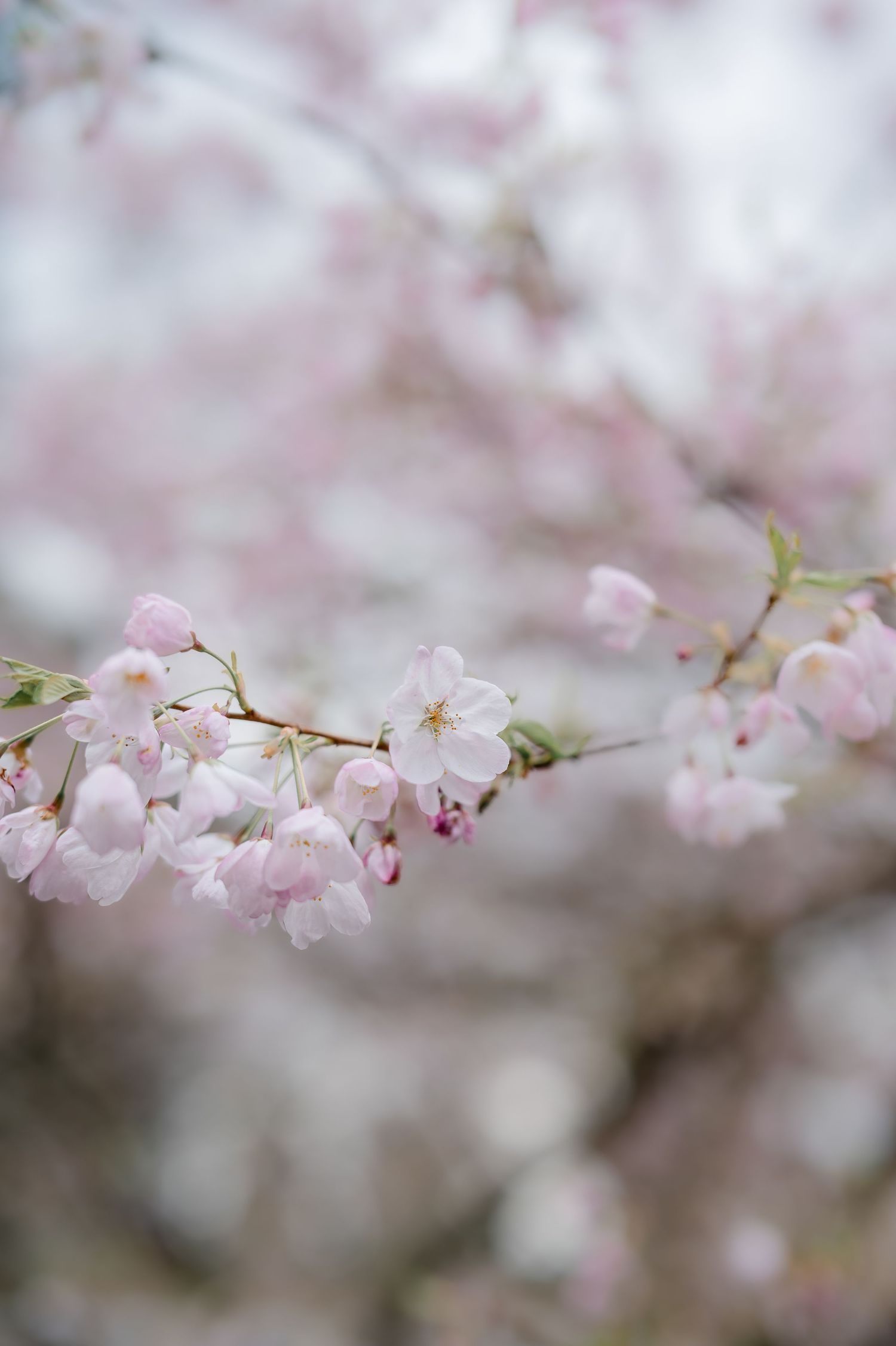 Delicate pink cherry blossoms bloom on branches with soft bokeh background creating a dreamy spring atmosphere.