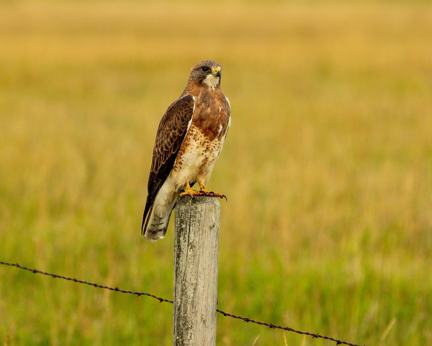 Redtailed hawk perches alertly on a wooden fence post in a golden meadow.