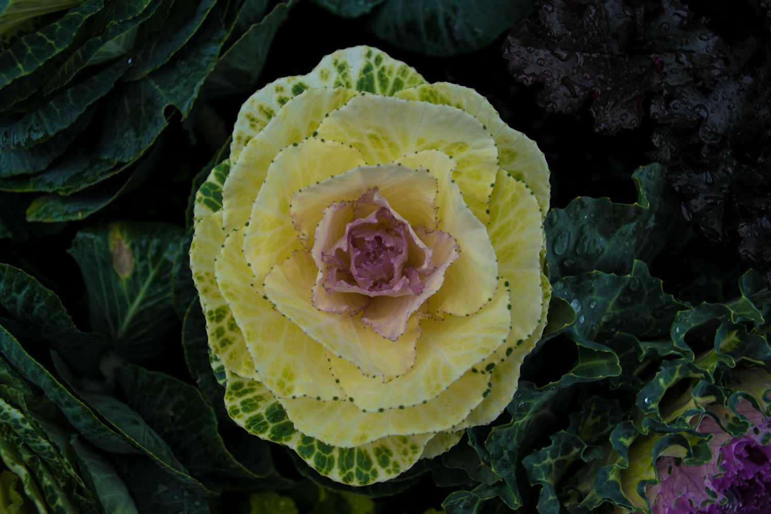 Close-up of ornamental cabbage with yellow and green leaves in garden.