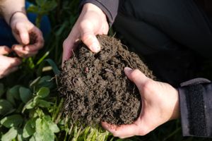 Hands holding rich brown soil against green plant background.