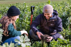 Two people examining soil while gardening among green plants.
