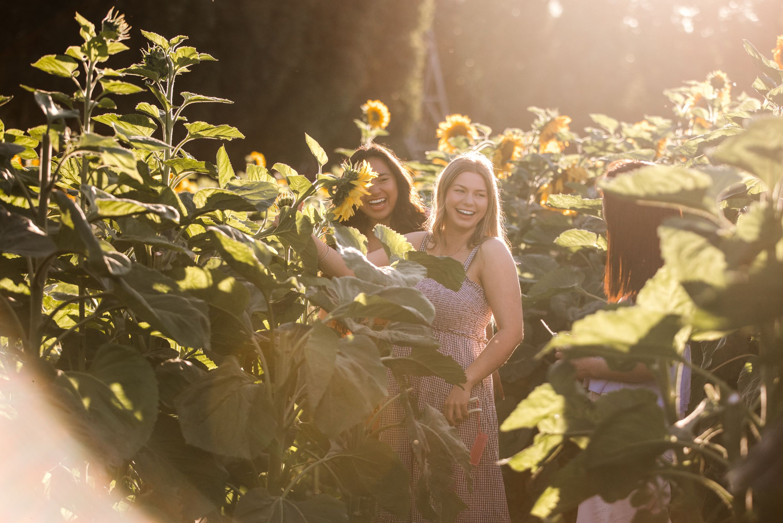 Two young women smiling among tall sunflowers in golden sunlight.
