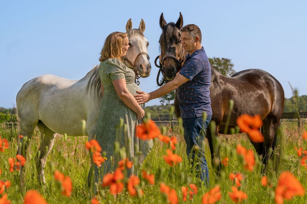 Fotosessie zwangerschap met eigen paarden op een bloemen weide in regio Uden Veghel.