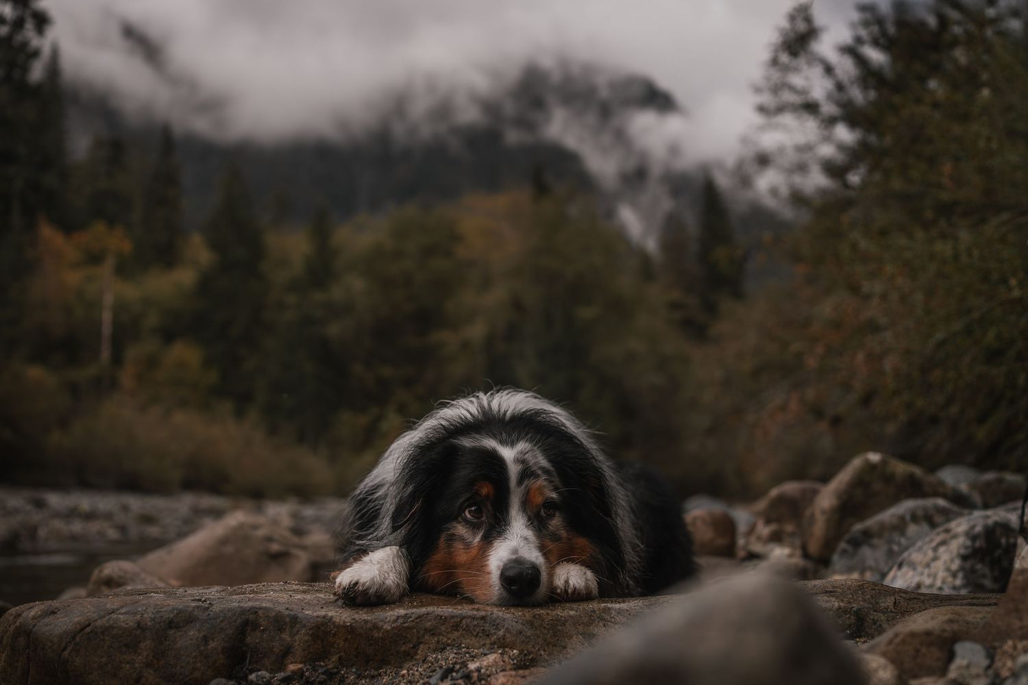 Australian shepherd in river