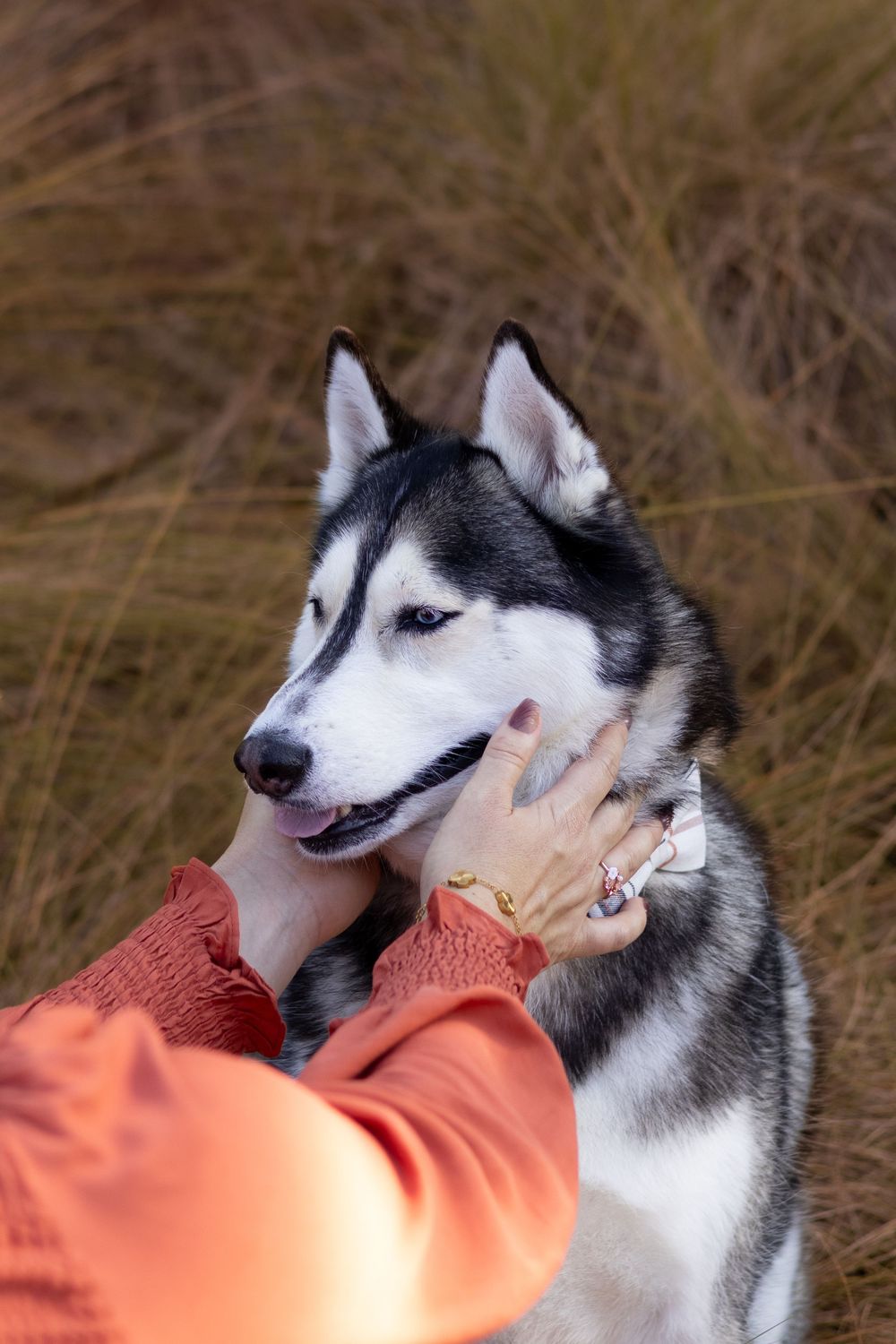 Portrait of a husky outside in Florida.