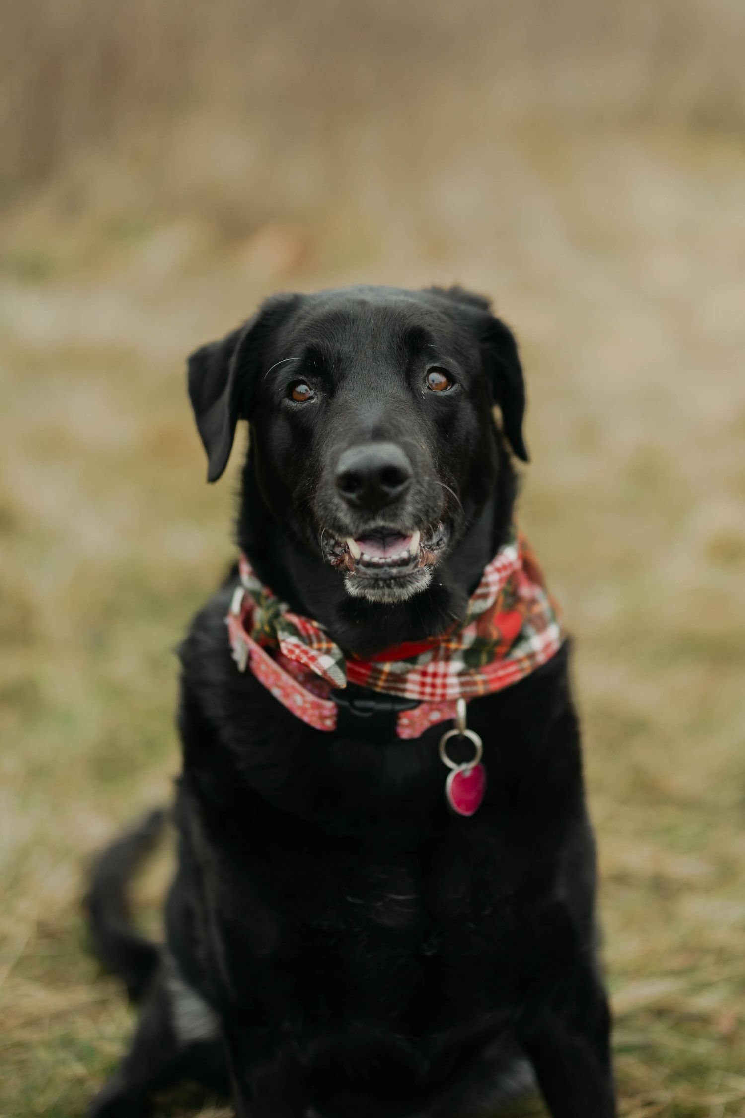 Two playful dogs, one black and one yellow lab, lounging together on grassy hill wearing bandanas.