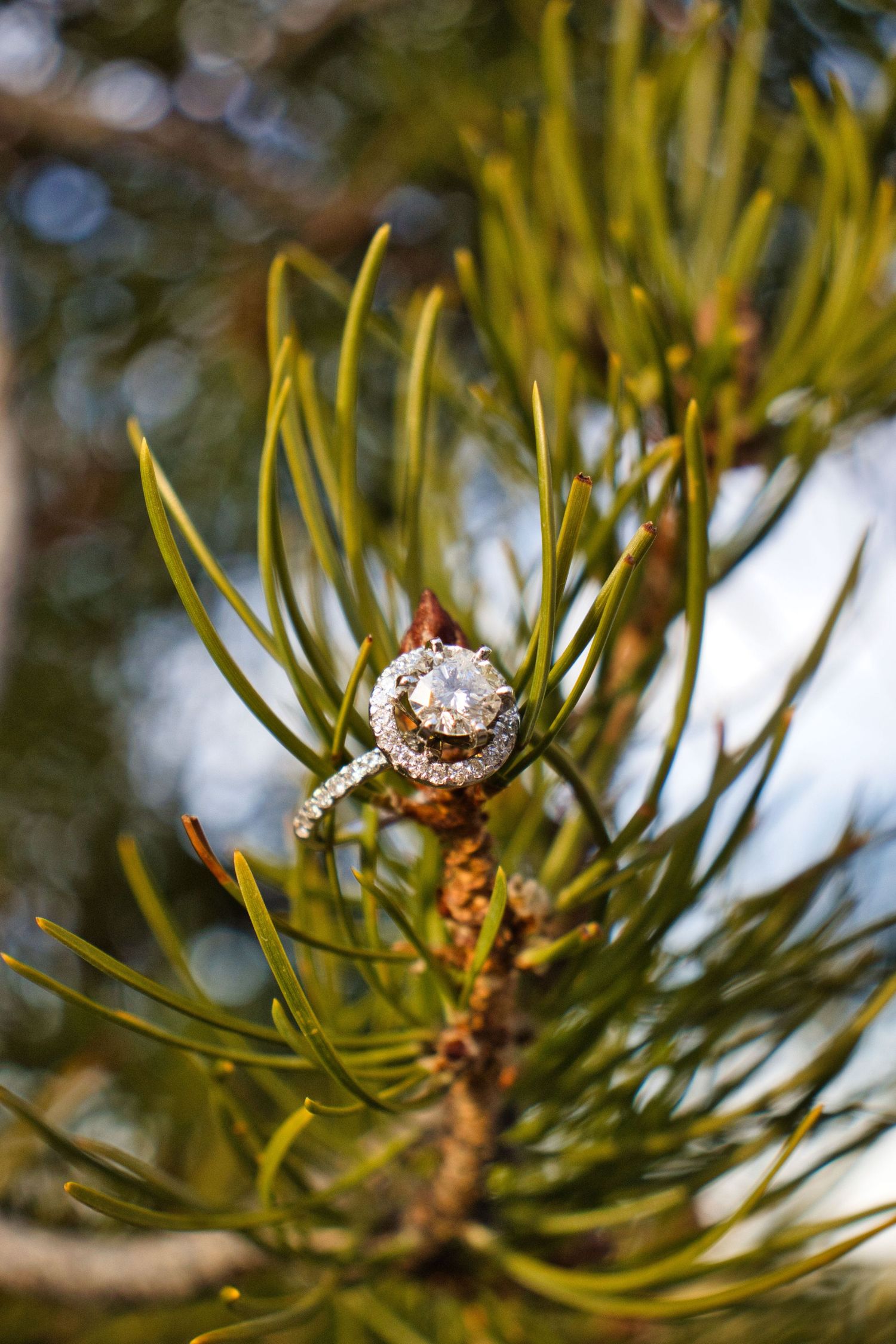Engagement ring on a branch after the Proposal at Sprague Lake. Pixcapades | The Rocky Mountain Proposal Photographer