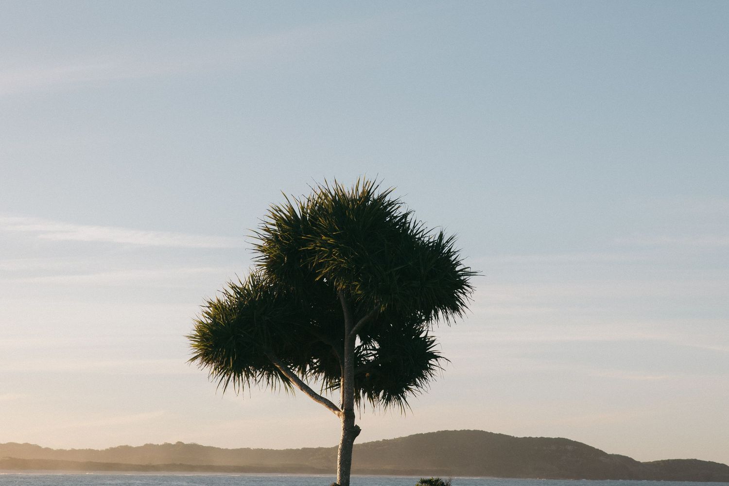 Silhouette of a lone palm tree against a sunset sky and rolling hills.
