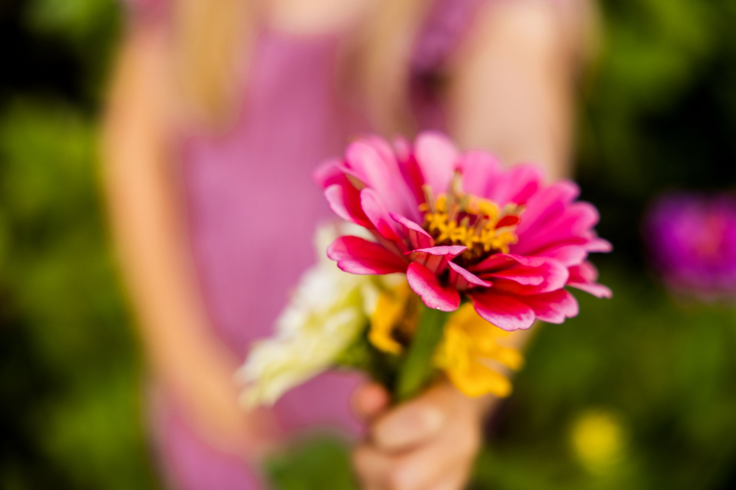 Pink zinnias in full bloom showcase vibrant petals against a soft blurred garden background.