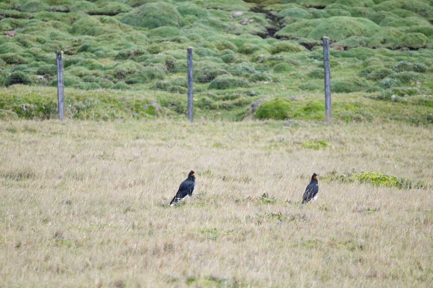 Carunculated Caracara