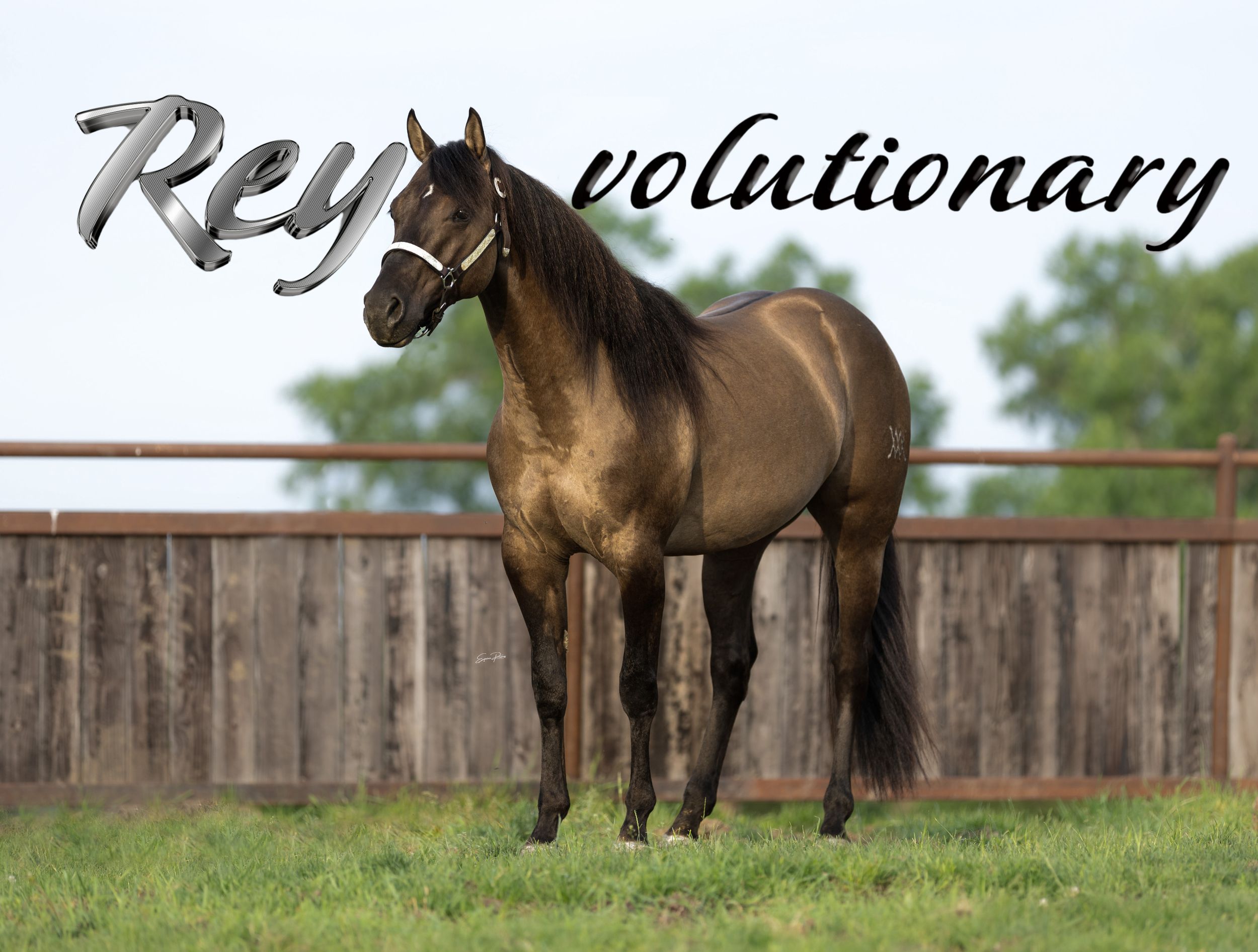 EQUINE PROMOS