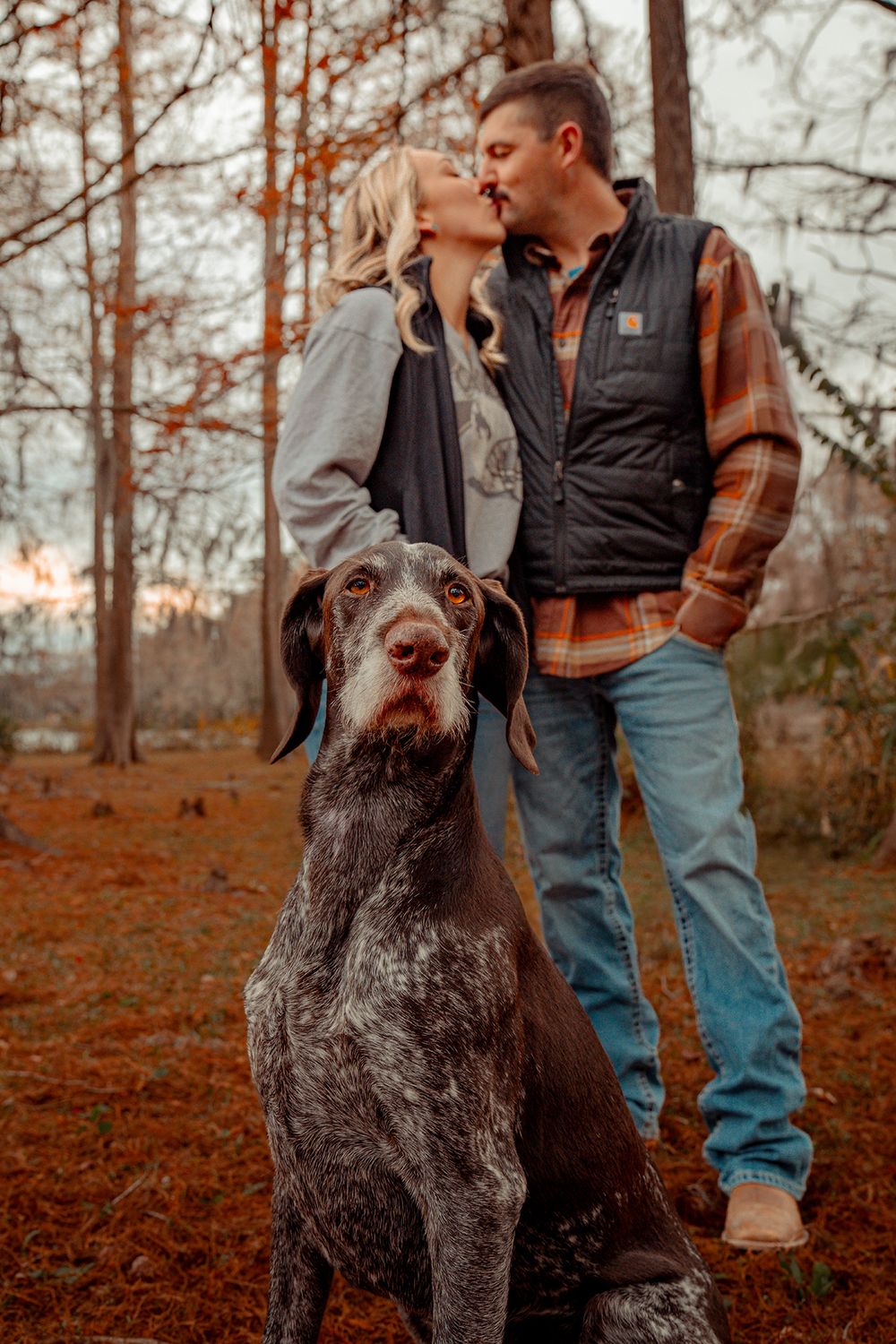 A German Shorthaired Pointer dog Jeb sits in foreground of autumn forest scene at Greenfield Lake