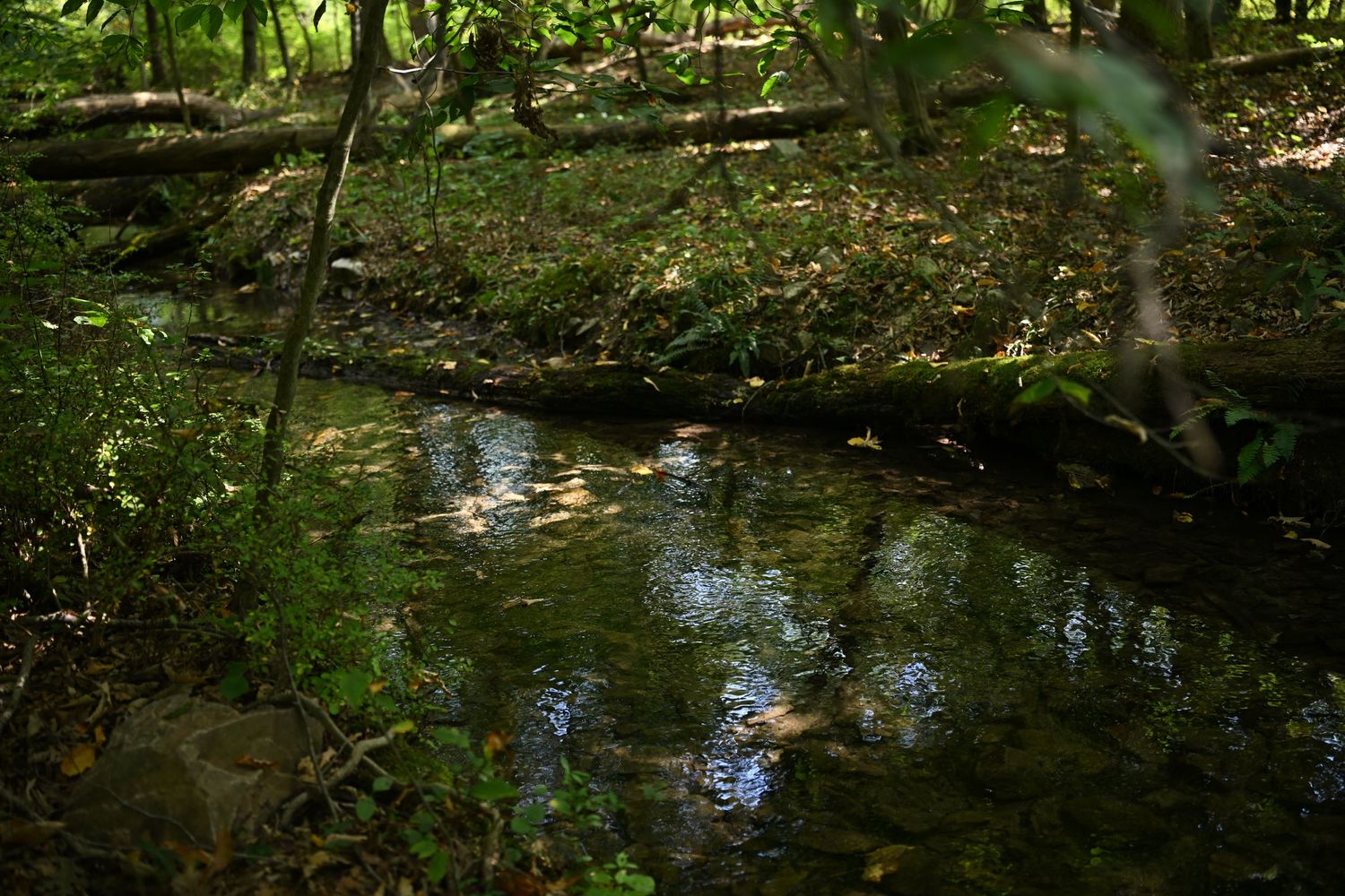 a different view of the photographer's backyard creek where sessions take place