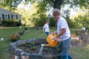 Boy in a white t-shirt waters a stone-bordered garden bed with an orange watering can while another child and chickens roam the sunny lawn.