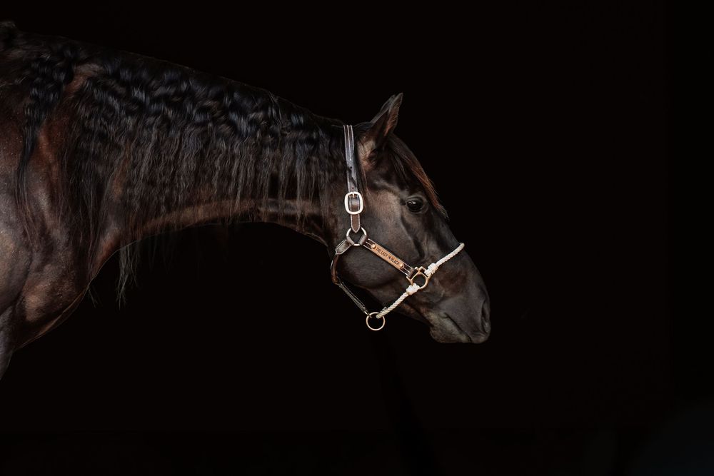 Dark bay horse wearing a leather halter with bit, photographed against a black background in dramatic lighting.