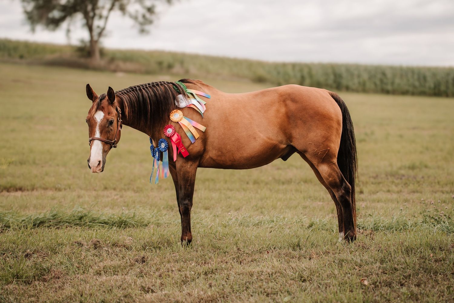 A row of cropped images showing parts of brown horses standing in a grassy field at sunset.