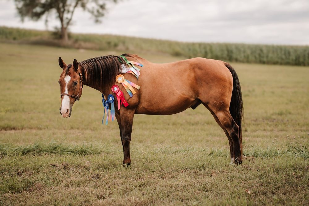 A row of cropped images showing parts of brown horses standing in a grassy field at sunset.