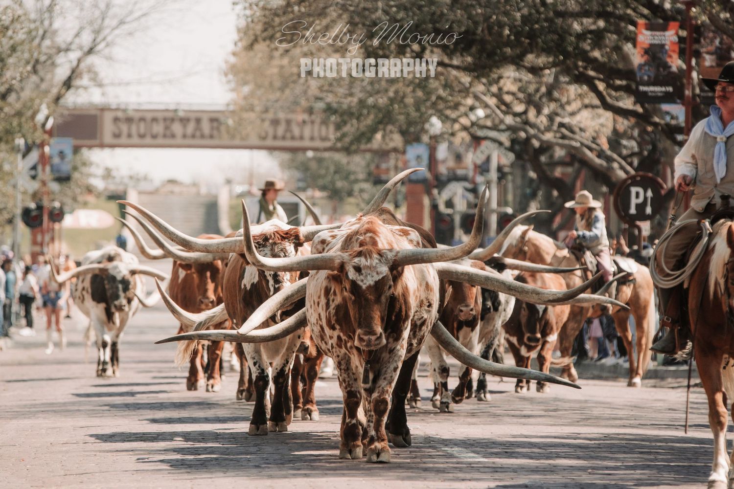 Herd of longhorn cattle walking down city street with riders on horseback.