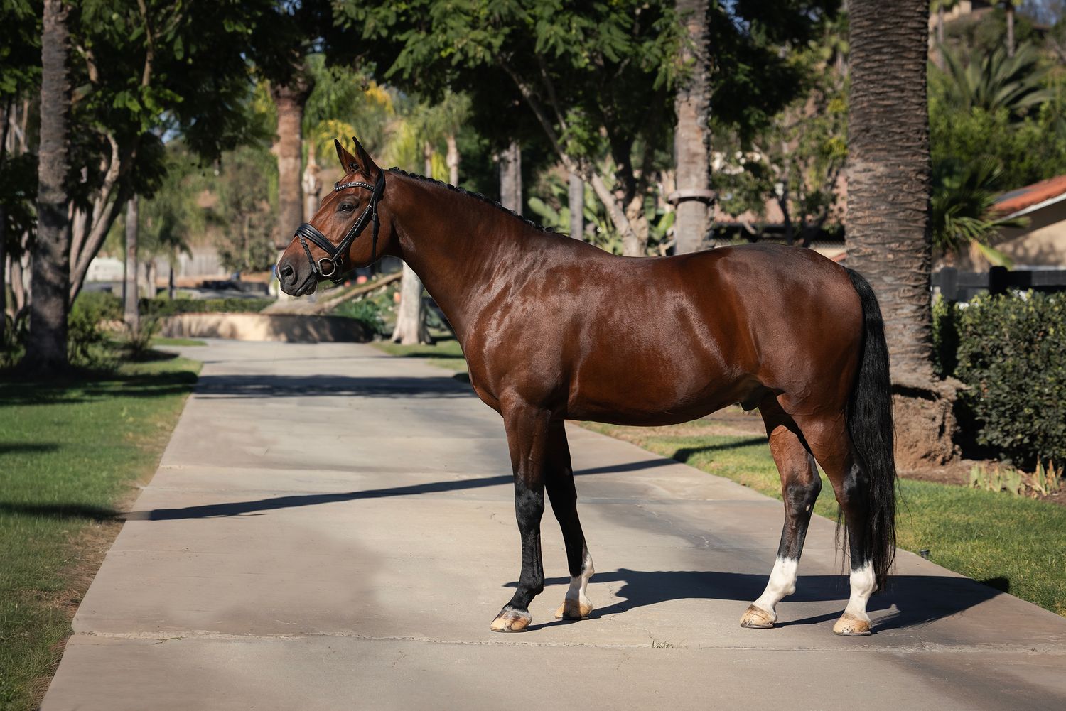 Bay horse with white socks and a leather halter standing on a paved path lined with palm trees and green grass.
