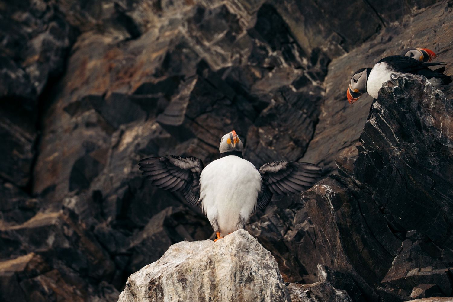 Macareux moine ailes ouvertes en croix sur un rocher, second oiseau flou derrière