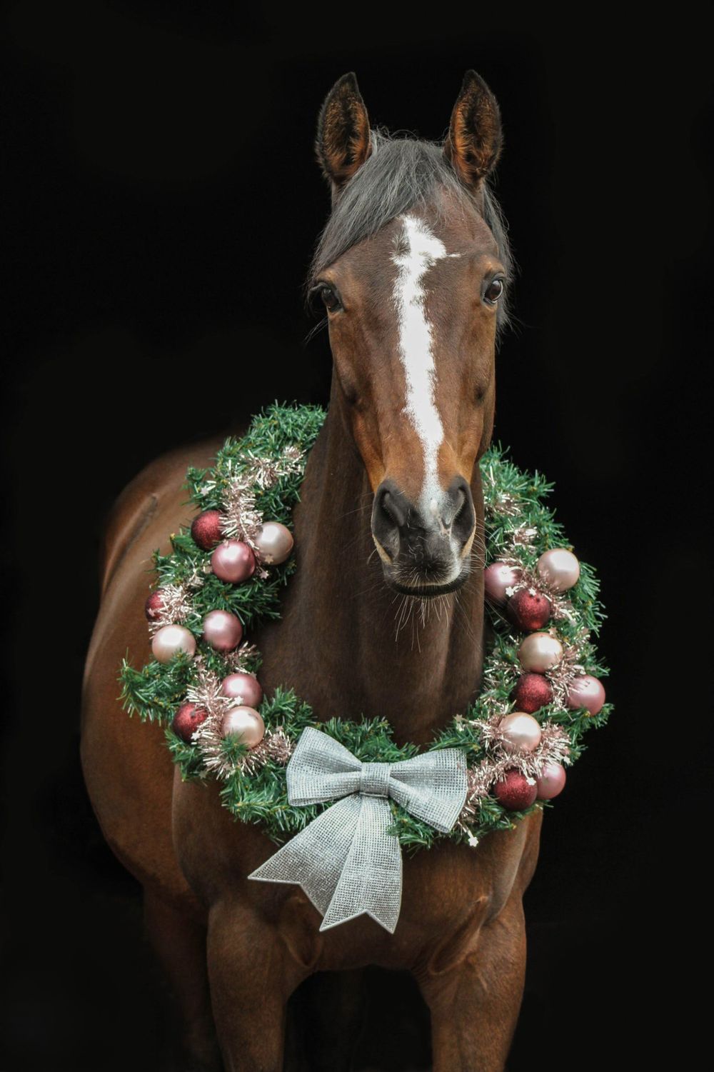 Bruin paard met zwarte achtergrond met roze met groene kerstkrans om.