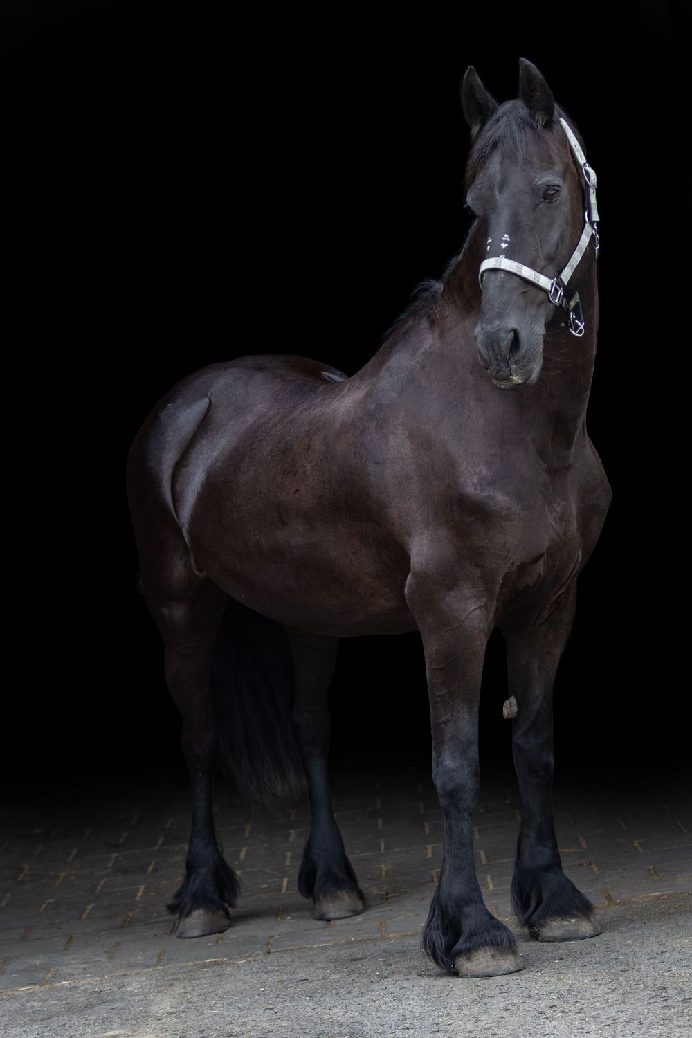 Zwart paard staat voor een zwarte achtergrond.